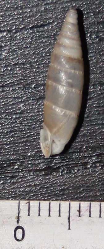 Clausiliidae da id./3